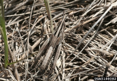 velvet-striped grasshopper, Eritettix simplex  (Orthoptera: Acrididae) - 5188082