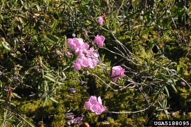 bog laurel, Kalmia polifolia  (Ericales: Ericaceae) - 5188095