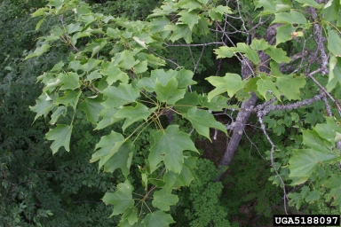 sugar maple, Acer saccharum  (Sapindales: Aceraceae) - 5188097