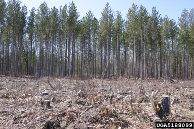clearcut on red pine (Pinus resinosa ) - 5188099