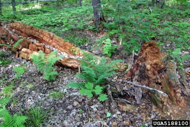woody debris,    - 5188100