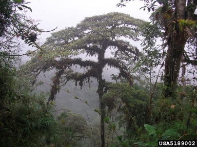 moist forest,    - 5189002