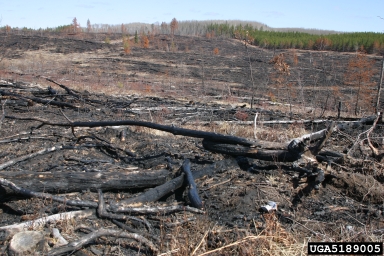 fire on jack pine (Pinus banksiana ) - 5189005