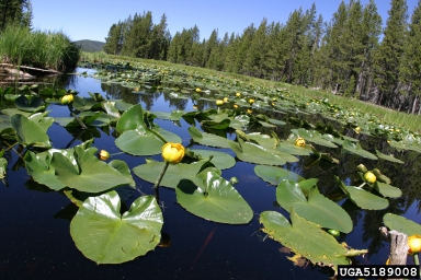 Rocky Mountain pond-lily, Nuphar lutea ssp. polysepala (Nymphaeales: Nymphaeaceae) - 5189008