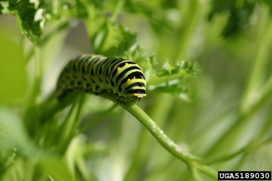 black swallowtail (Papilio polyxenes ) on parsley (Petroselinum crispum ) - 5189030