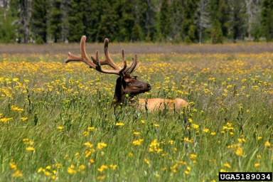 elk, Cervus canadensis  (Artiodactyla: Cervidae) - 5189034