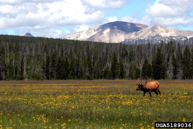 elk, Cervus canadensis  (Artiodactyla: Cervidae) - 5189036