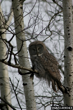 great grey owl, Strix nebulosa  (Strigiformes: Strigidae) - 5189043