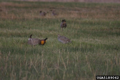 greater prairie chicken, Tympanuchus cupido  (Galliformes: Phasianidae) - 5189062