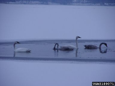 trumpeter swan, Cygnus buccinator  (Anseriformes: Anatidae) - 5189071