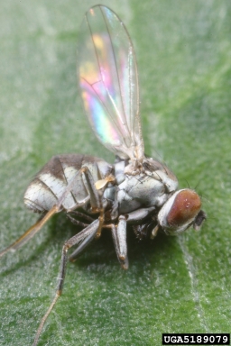 South American rice miner (Hydrellia wirthi ) on rice (Oryza sativa ) - 5189079
