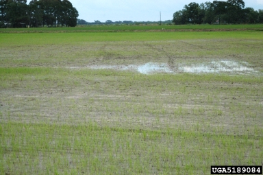 South American rice miner (Hydrellia wirthi ) on rice (Oryza sativa ) - 5189084