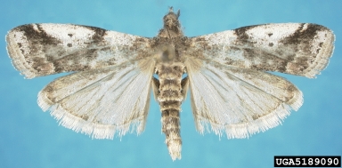 cranberry fruitworm, Acrobasis vaccinii  (Lepidoptera: Pyralidae) - 5189090