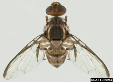 Carambola fly, Bactrocera carambolae  (Diptera: Tephritidae) - 5189094