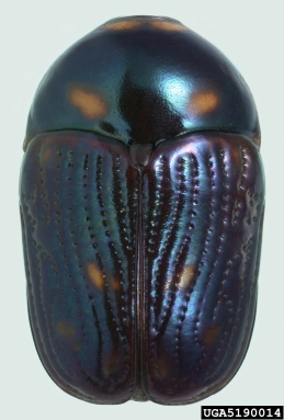 leaf beetle, Cryptocephalus tristiculus  (Coleoptera: Chrysomelidae) - 5190014