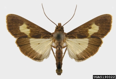 pickleworm, Diaphania nitidalis  (Lepidoptera: Crambidae) - 5190022