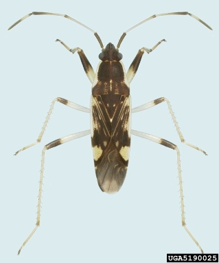seed bug, Dieuches armatipes  (Hemiptera: Lygaeidae) - 5190025