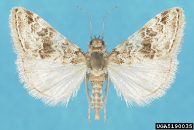 cabbage webworm, Hellula rogatalis  (Lepidoptera: Crambidae) - 5190035