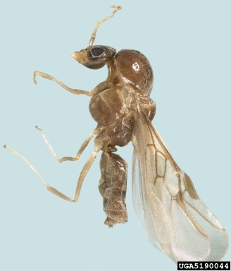Argentine ant, Linepithema humile  (Hymenoptera: Formicidae) - 5190044