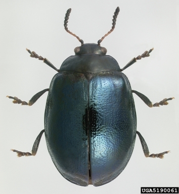 imported willow leaf beetle, Plagiodera versicolora  (Coleoptera: Chrysomelidae) - 5190061