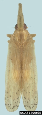 sugarcane leafhopper, Pyrilla perpusilla  (Hemiptera: Fulgoridae) - 5190068