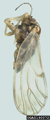 potato psyllid, Russelliana solanicola  (Hemiptera: Psyllidae) - 5190072