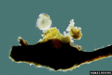 root-knot nematode (Meloidogyne ardenensis ) on hedge cotoneaster (Cotoneaster lucidus ) - 5190095