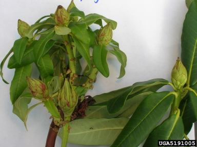 rhododendron shoot proliferation,    (Unknown: Unknown cause) - 5191005