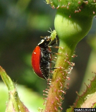 red lady beetle, Cycloneda munda  (Coleoptera: Coccinellidae) - 5191045