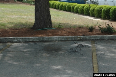 restricted root system,    - 5191050