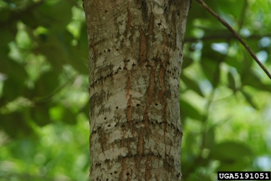 sapsucker injury on Ogeechee tupelo (Nyssa ogeche ) - 5191051