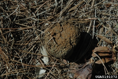ectomycorrhizae, Pisolithus tinctorius  (Boletales: Sclerodermataceae) - 5191072