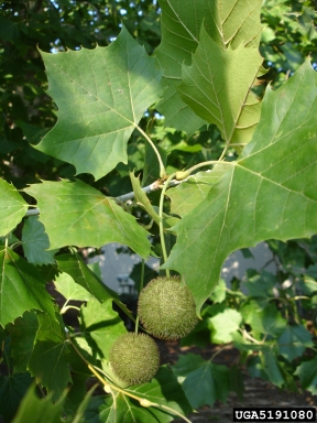 American sycamore, Platanus occidentalis  (Hamamelidales: Platanaceae) - 5191080