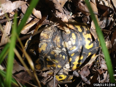 box turtle, Terrapene carolina  (Testudines: Emydidae) - 5191084