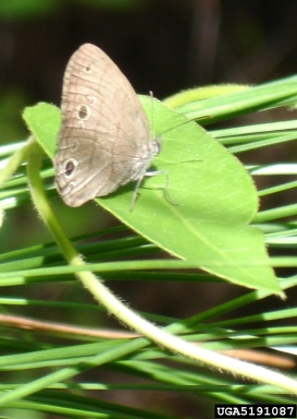 Carolina satyr, Hermeuptychia sosybius  (Lepidoptera: Nymphalidae) - 5191087