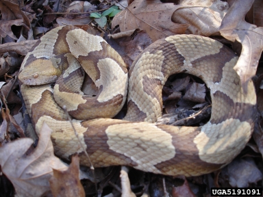 copperhead, Agkistrodon contortrix  (Squamata: Viperidae) - 5191091