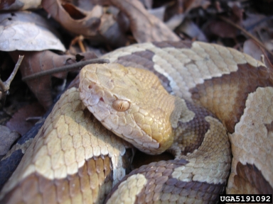 copperhead, Agkistrodon contortrix  (Squamata: Viperidae) - 5191092