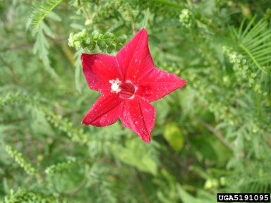 cypressvine morningglory, Ipomoea quamoclit  (Solanales: Convolvulaceae) - 5191095