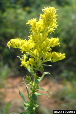 European goldenrod, Solidago virgaurea  (Asterales: Asteraceae) - 5192004
