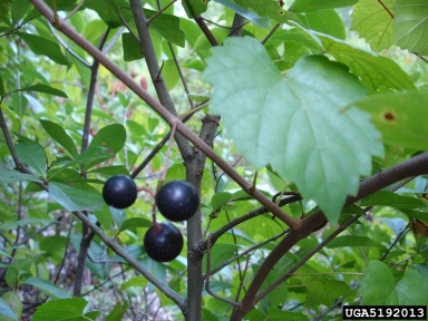 muscadine, Vitis rotundifolia  (Rhamnales: Vitaceae) - 5192013