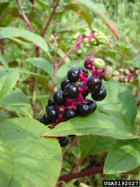 pokeweed, Phytolacca spp.  (Caryophyllales: Phytolaccaceae) - 5192027