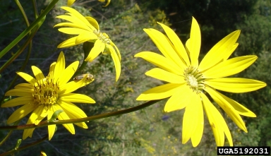 Schweinitz's sunflower, Helianthus schweinitzii  (Asterales: Asteraceae) - 5192031