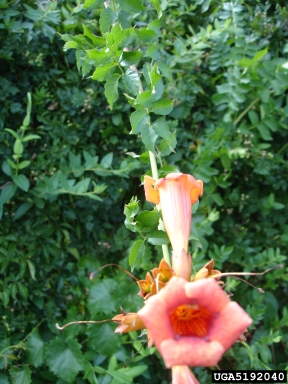 trumpetcreeper, Campsis radicans  (Scrophulariales: Bignoniaceae) - 5192040