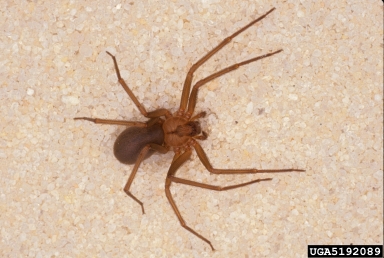 brown recluse spider, Loxosceles reclusa  (Araneae: Sicariidae) - 5192089