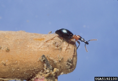 sweetpotato weevil, Cylas formicarius  (Coleoptera: Brentidae) - 5192100