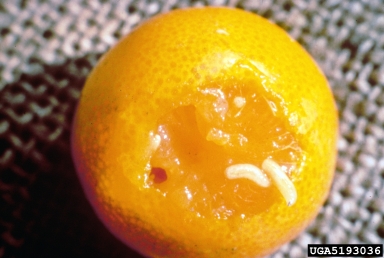 Mediterranean fruit fly, Medfly (Ceratitis capitata ) on citrus (Citrus spp. ) - 5193036