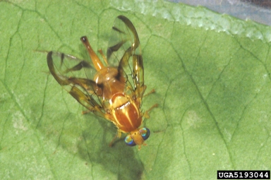 Mexican fruit fly, Anastrepha ludens  (Diptera: Tephritidae) - 5193044