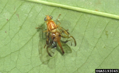 Mexican fruit fly, Anastrepha ludens  (Diptera: Tephritidae) - 5193045