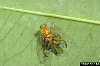 Mexican fruit fly, Anastrepha ludens  (Diptera: Tephritidae) - 5193048