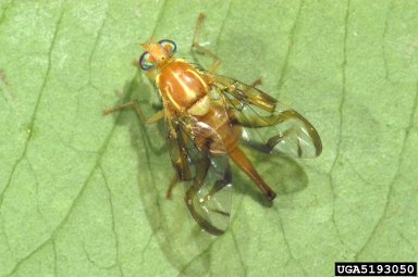 Mexican fruit fly, Anastrepha ludens  (Diptera: Tephritidae) - 5193050